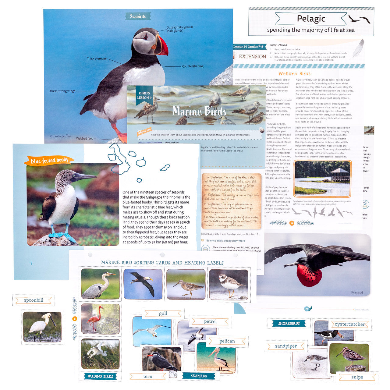 Birds: Course Book: One Per Family