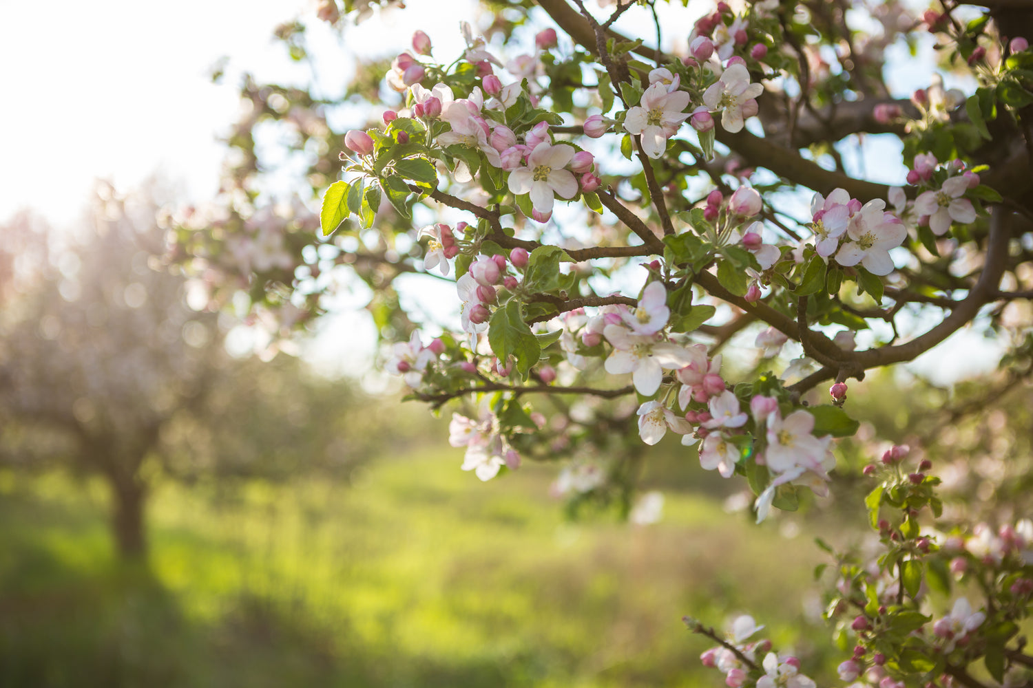 Pink Fruit Tree Blossoms | The Good and The Beautiful