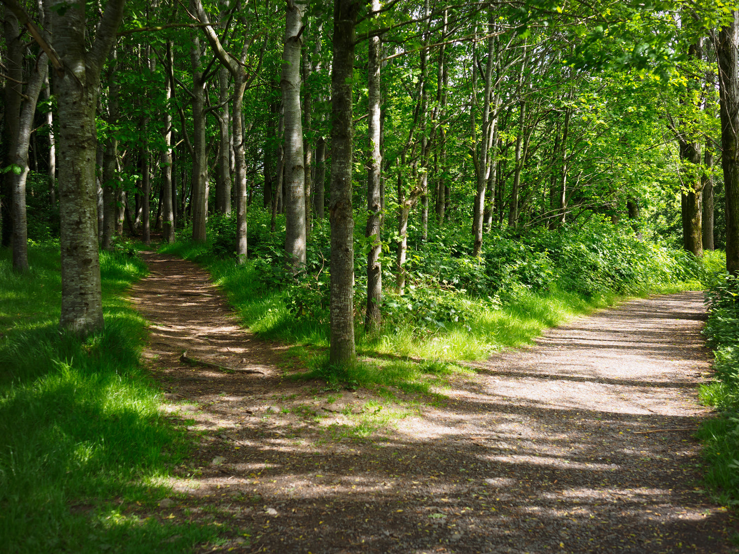 Split Path in a Forest | The Good and the Beautiful