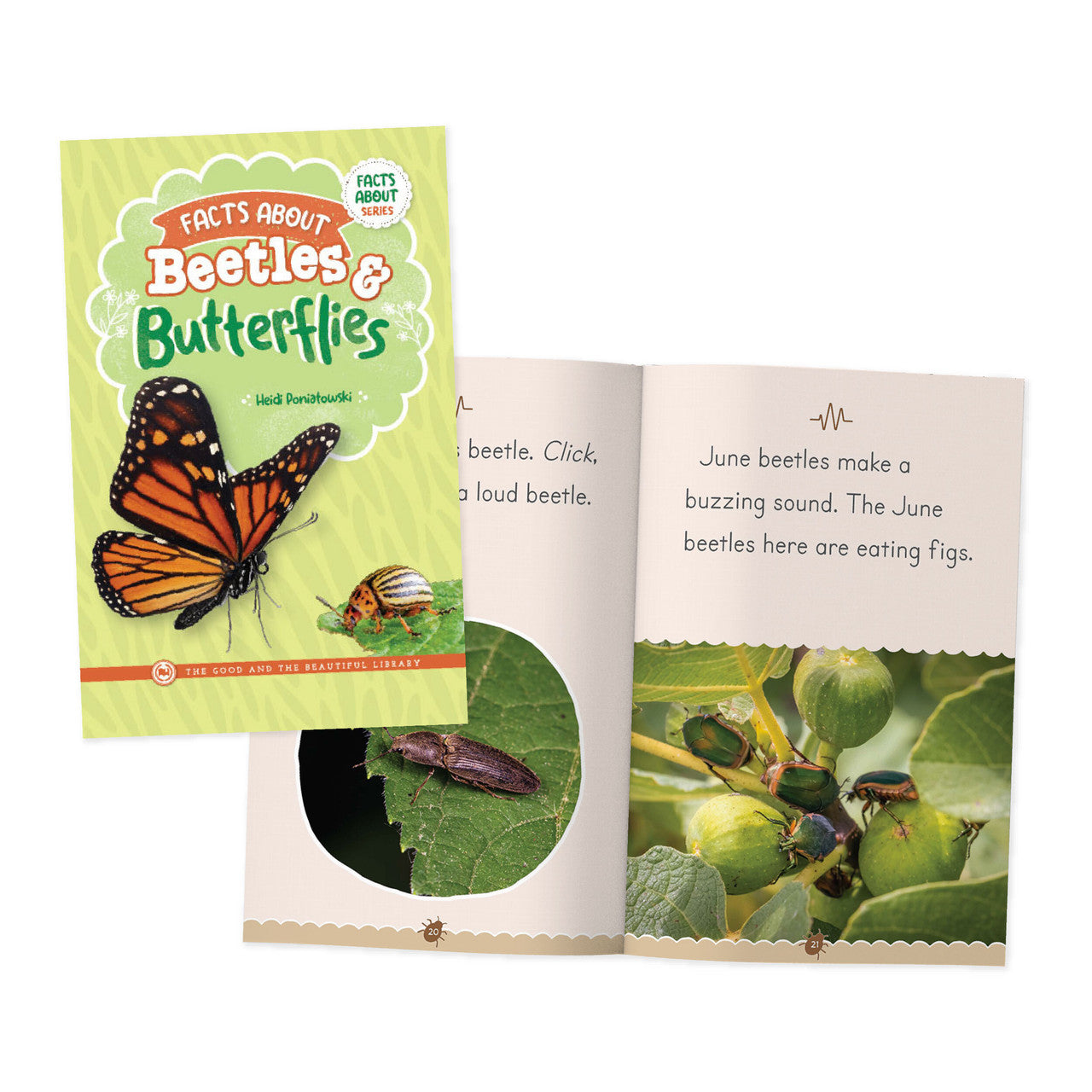 Facts About Beetles & Butterflies