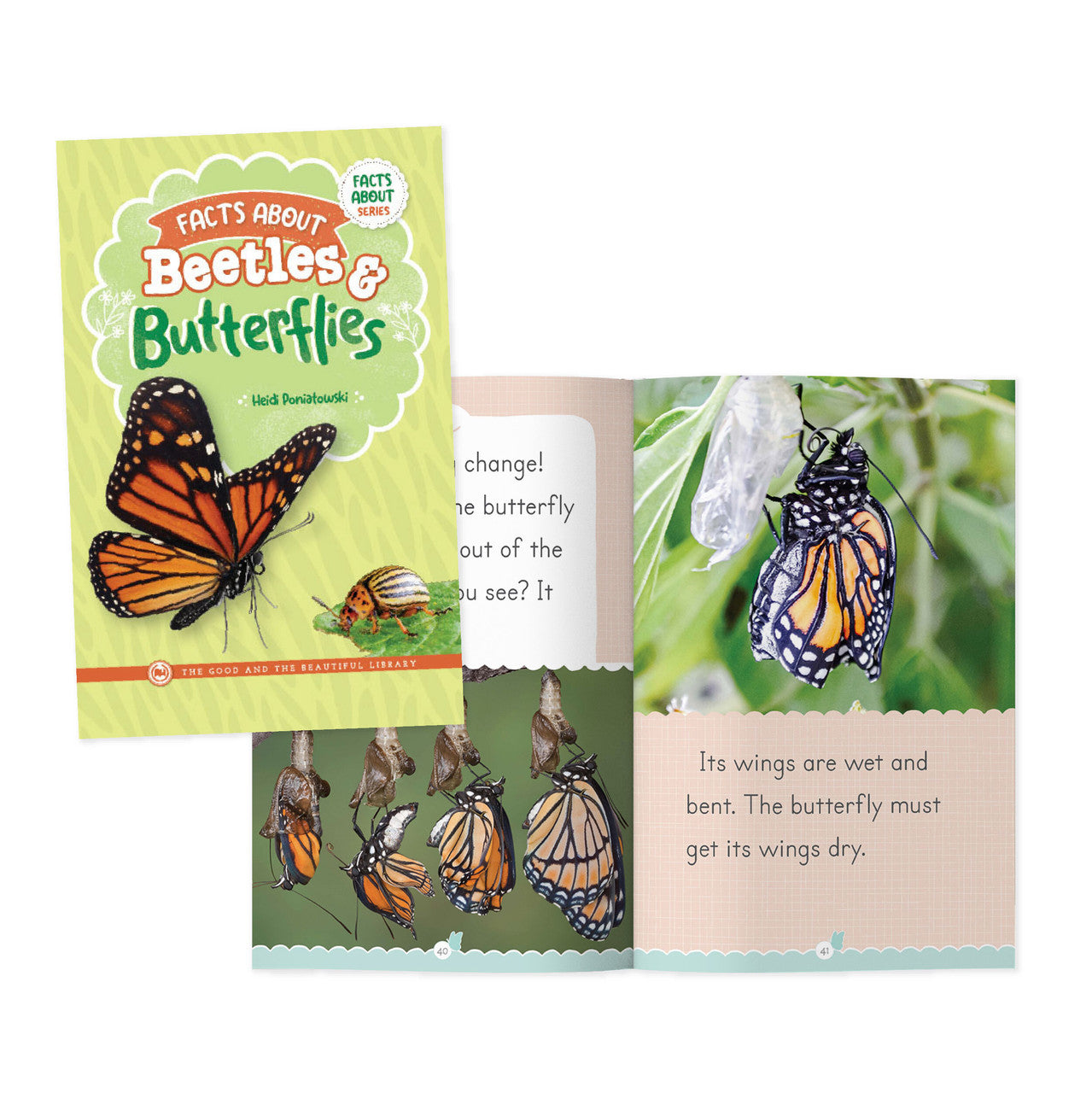 Facts About Beetles & Butterflies