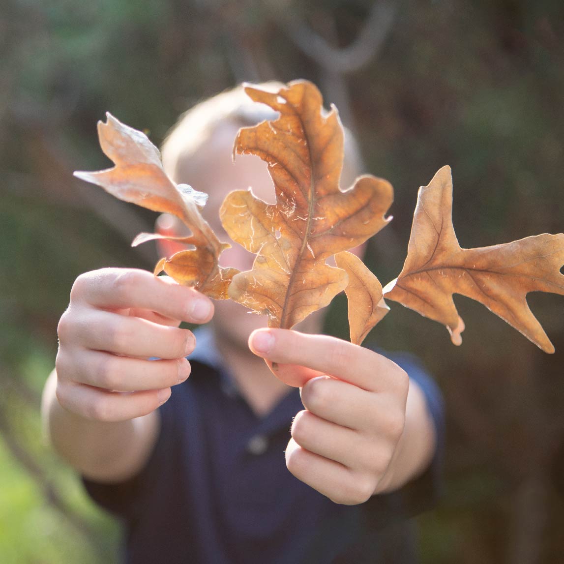 Leaf Math in Nature