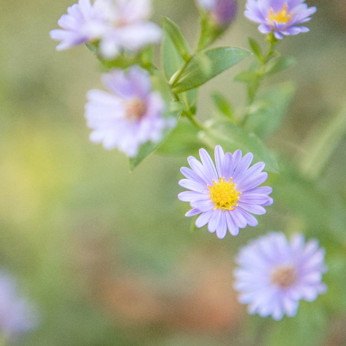 Flower Pattern Math in Nature