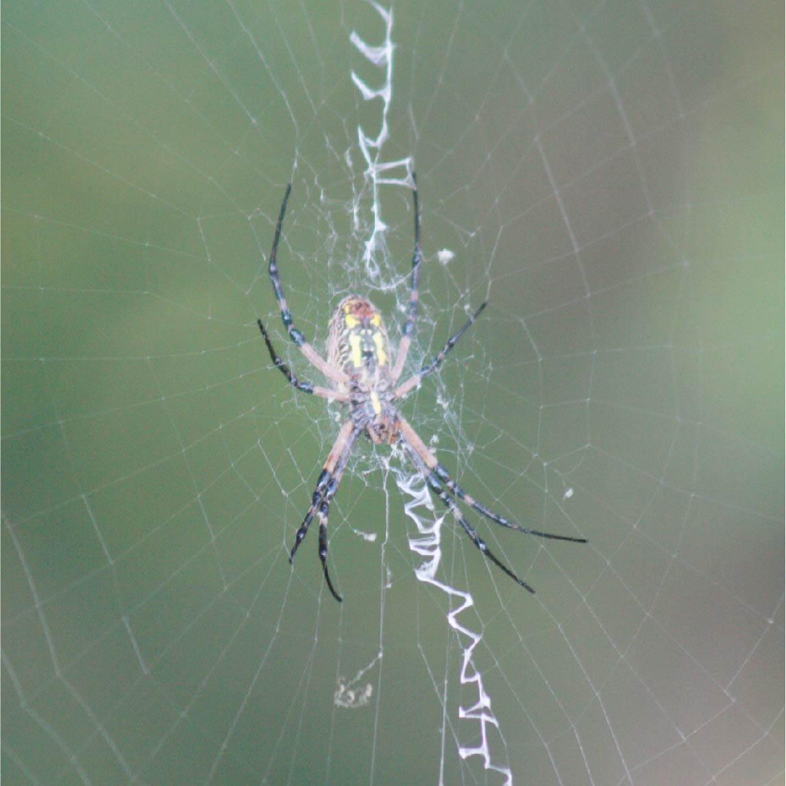 Spider Web Math