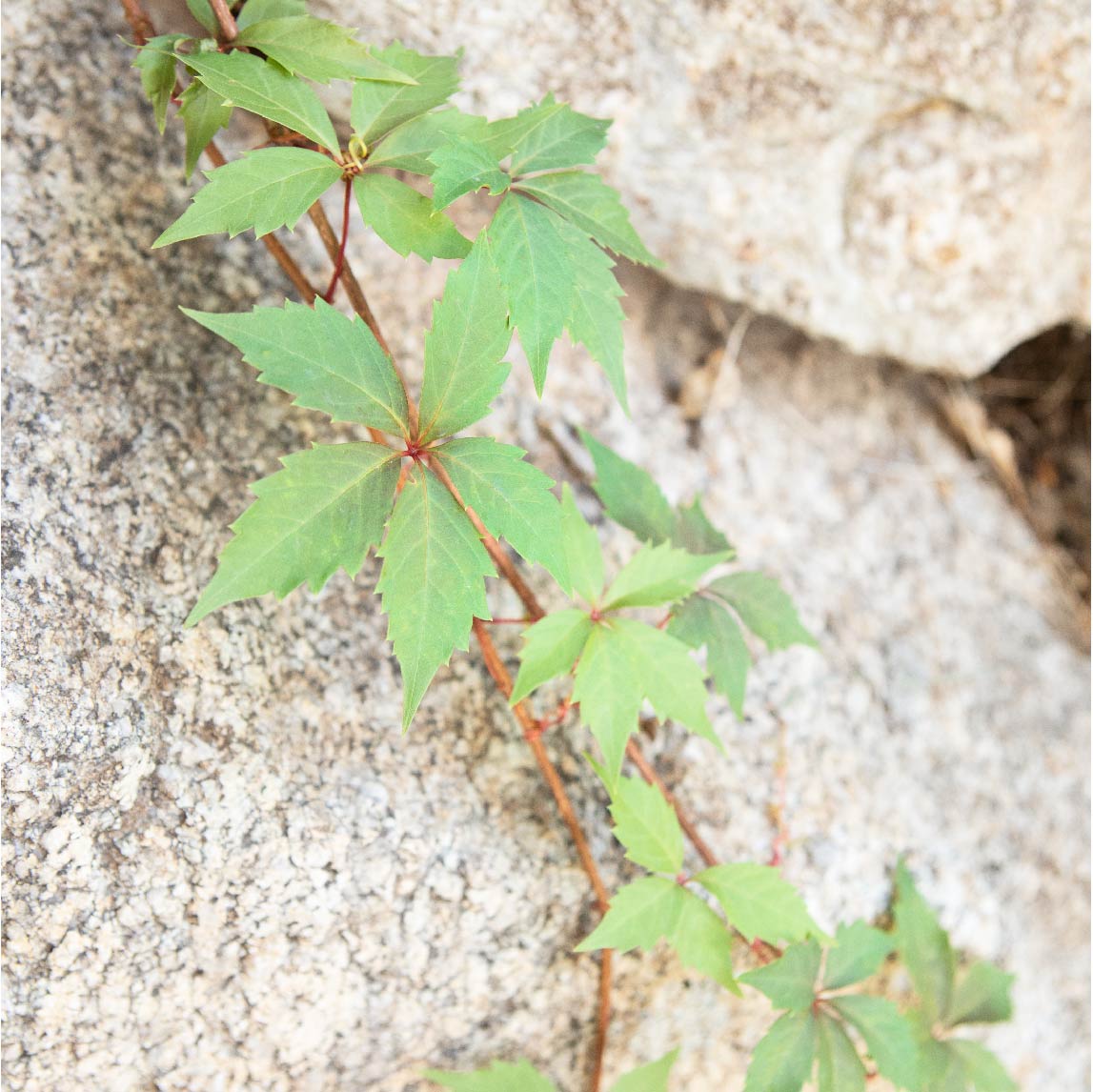 Leaf pattern math in nature