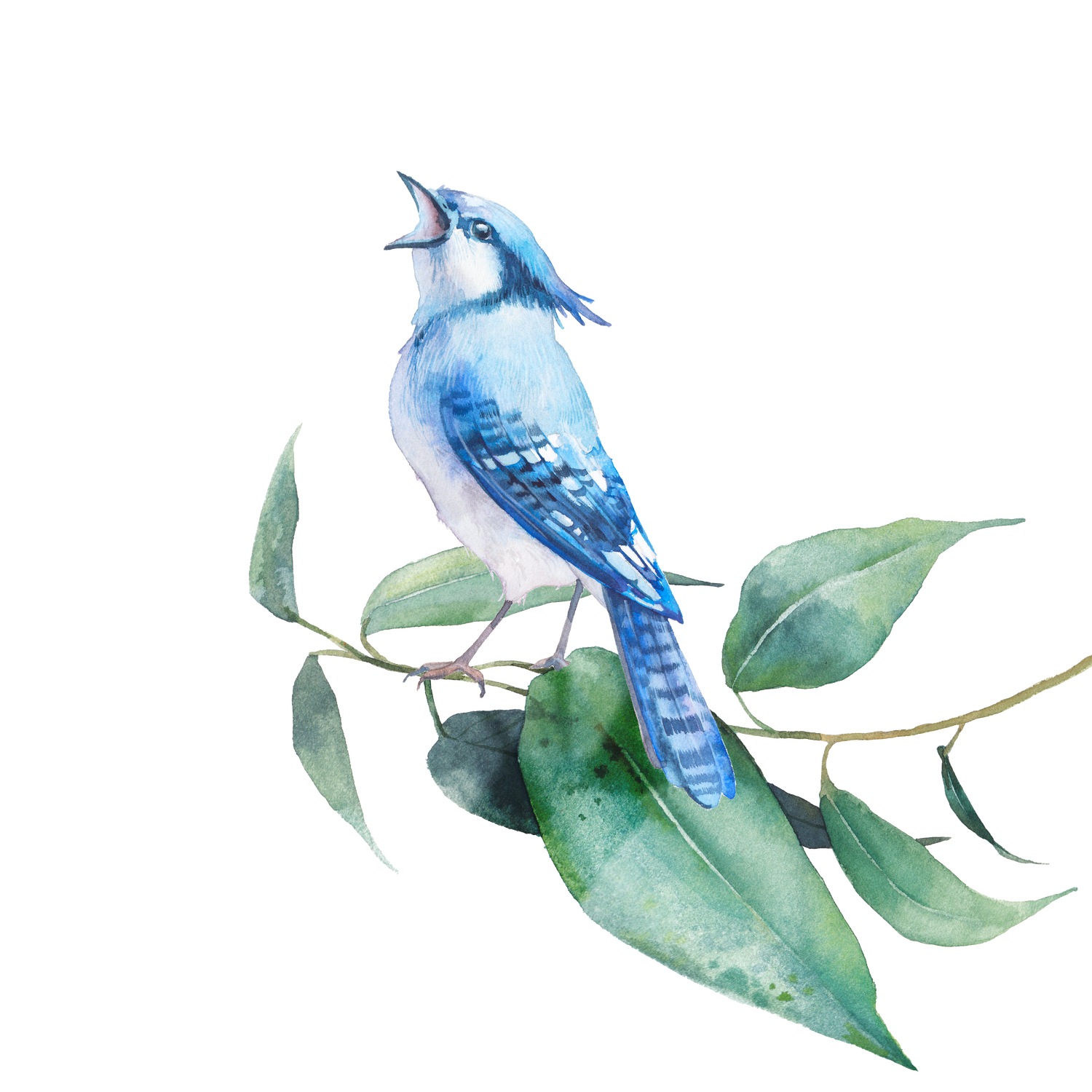 bluebird