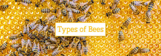 Types of Bees