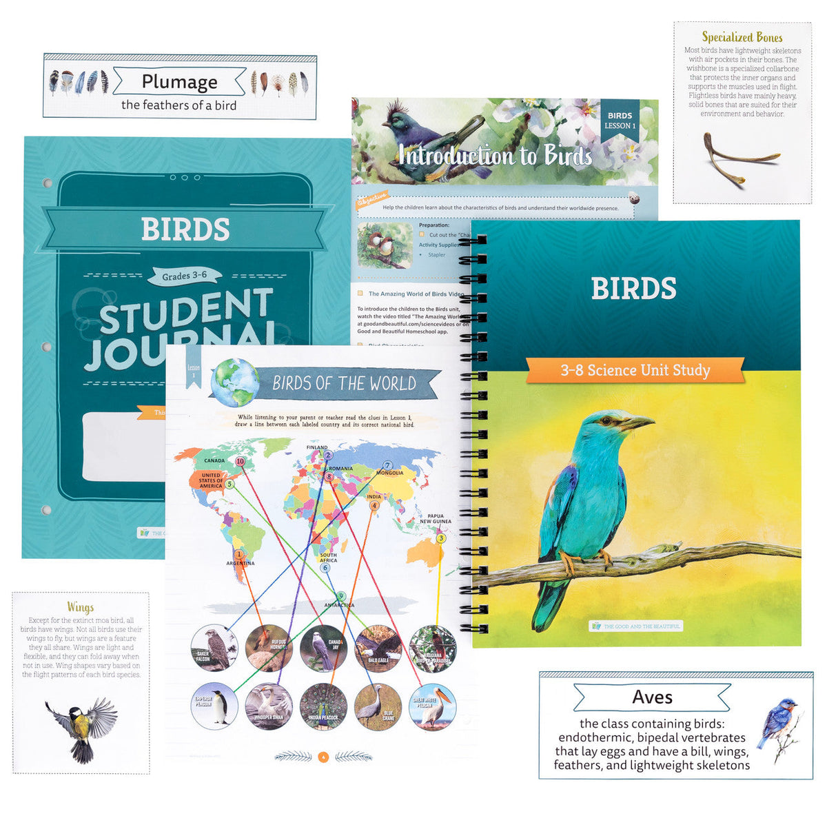 Birds Science Lesson Birds Science Unit Videos | The Good and the Beautiful