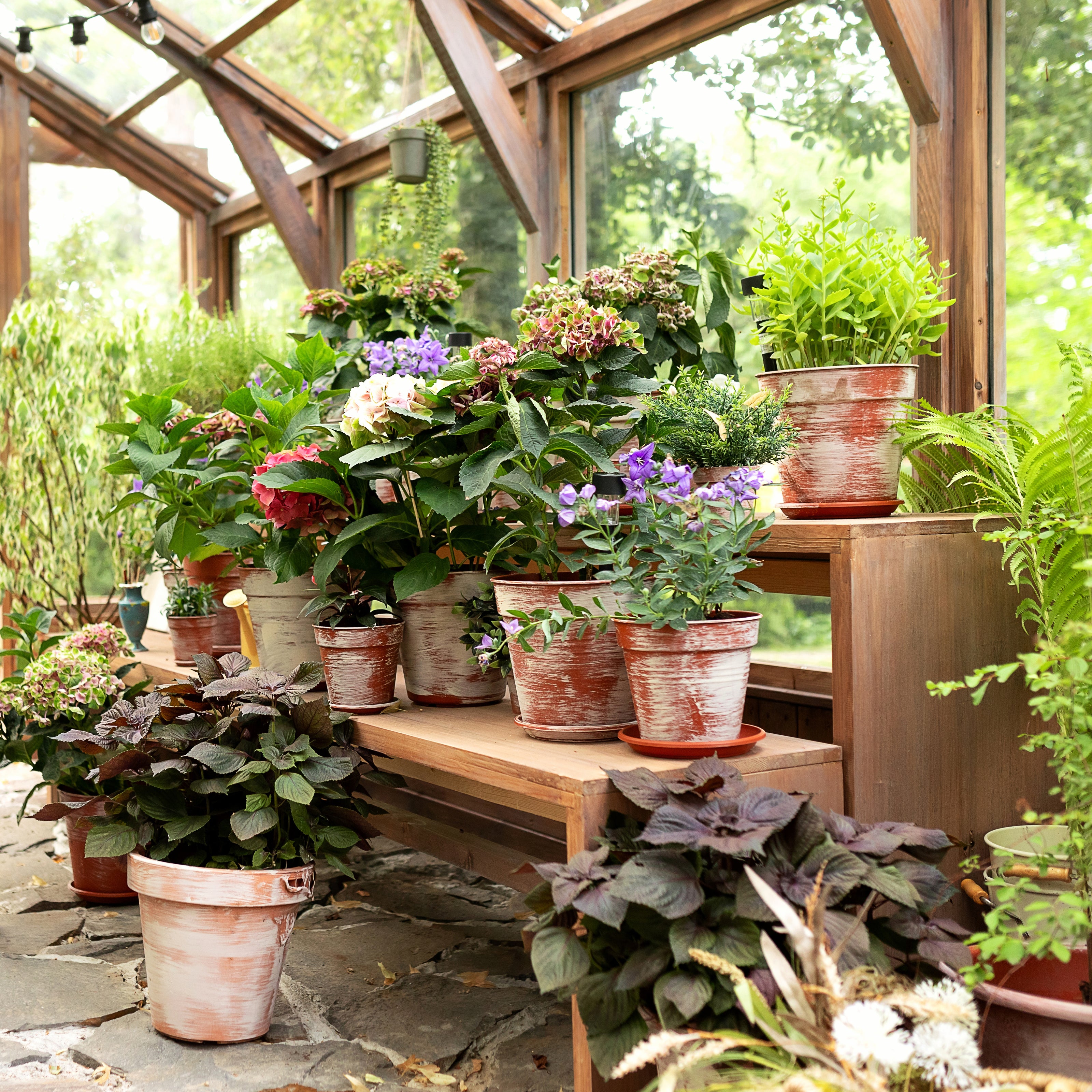 Flowers in terracotta pots in a greenhouse | The Good and the Beautiful 