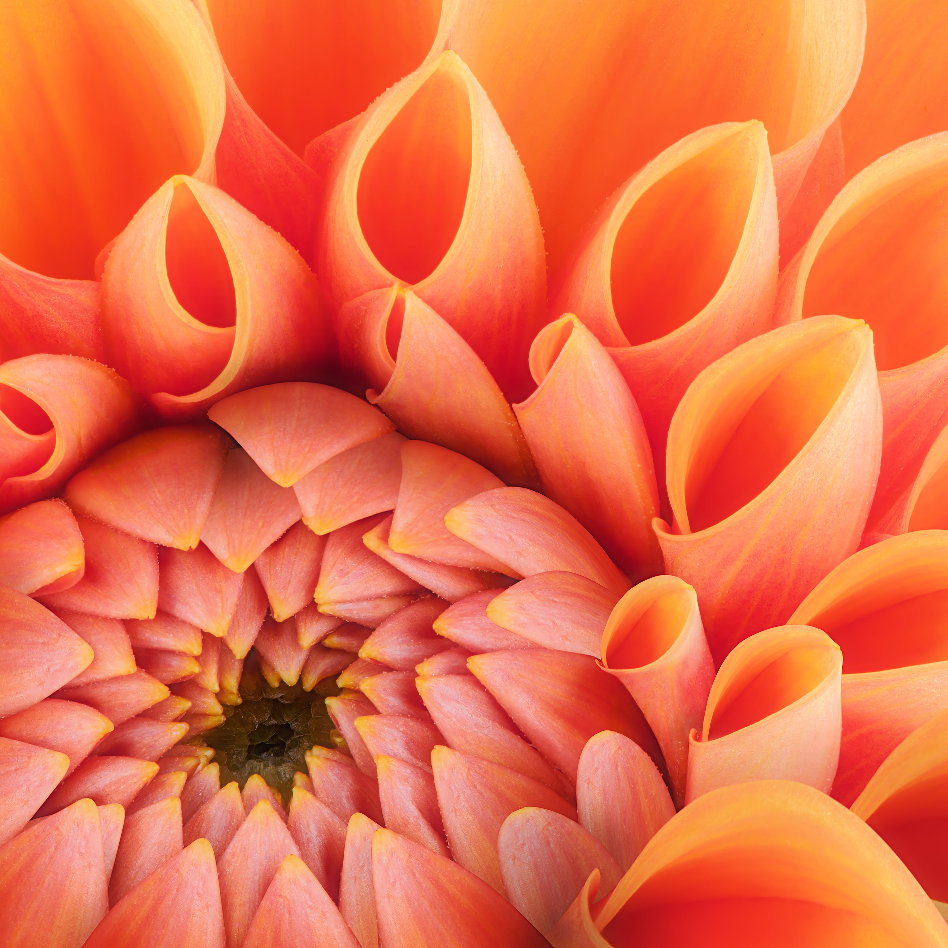 A close up of an orange yellow blooming flower | The Good and the Beautiful
