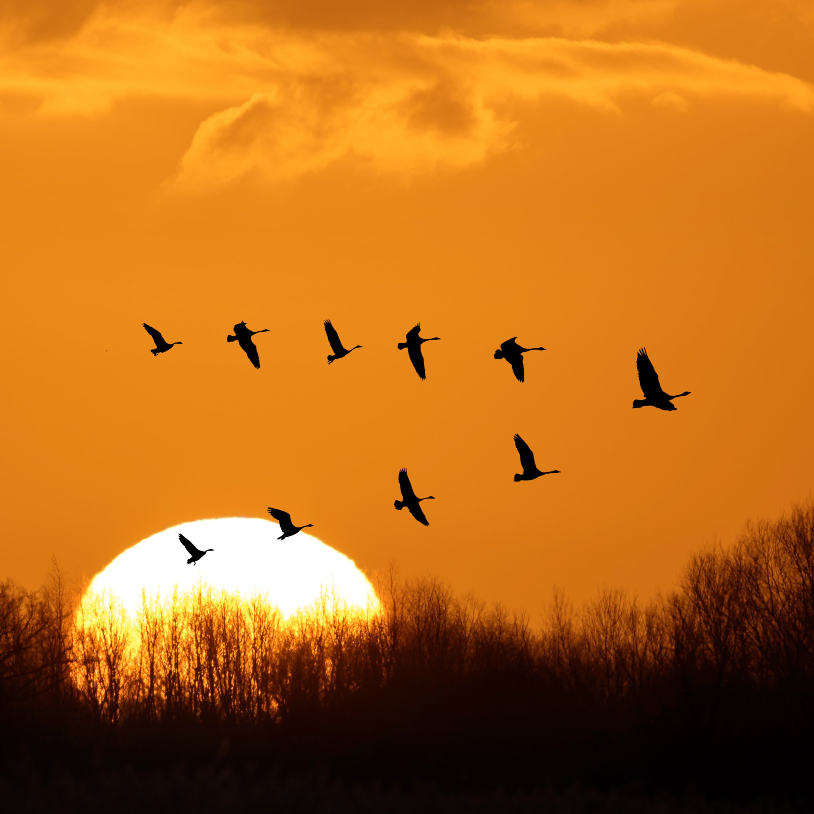 A sunset with birds | The Good and the Beautiful