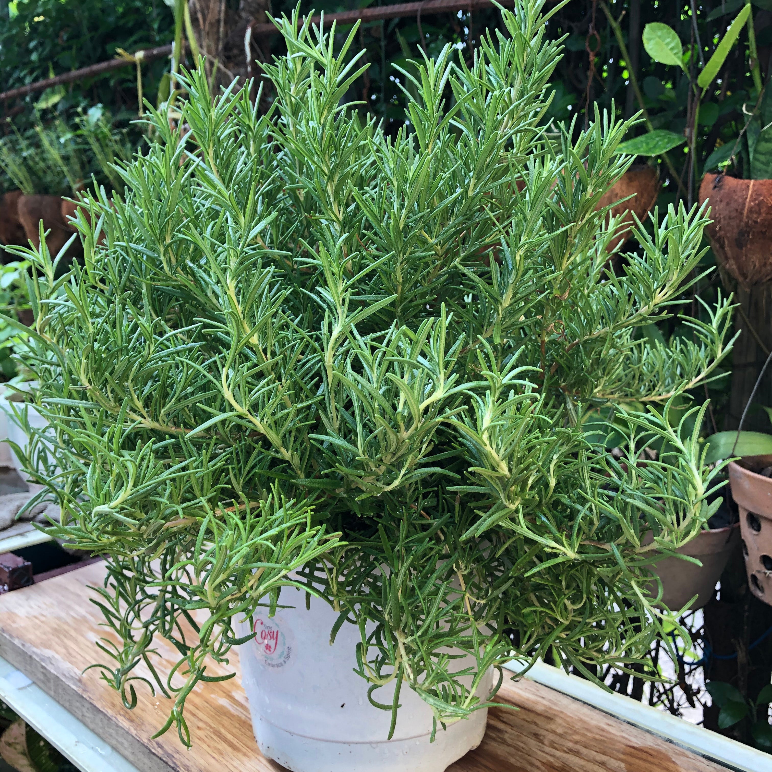 A green potted plant | The Good and the Beautiful