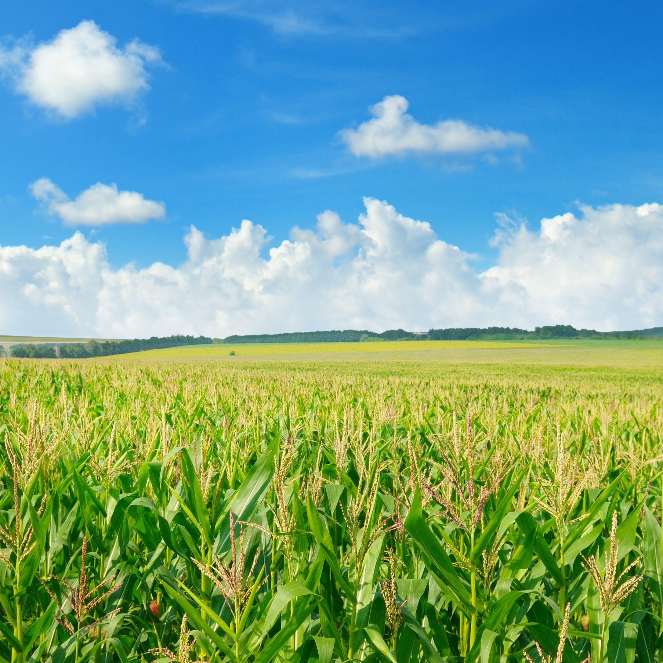 A field of corn with a bright blue sky above | The Good and the Beautiful