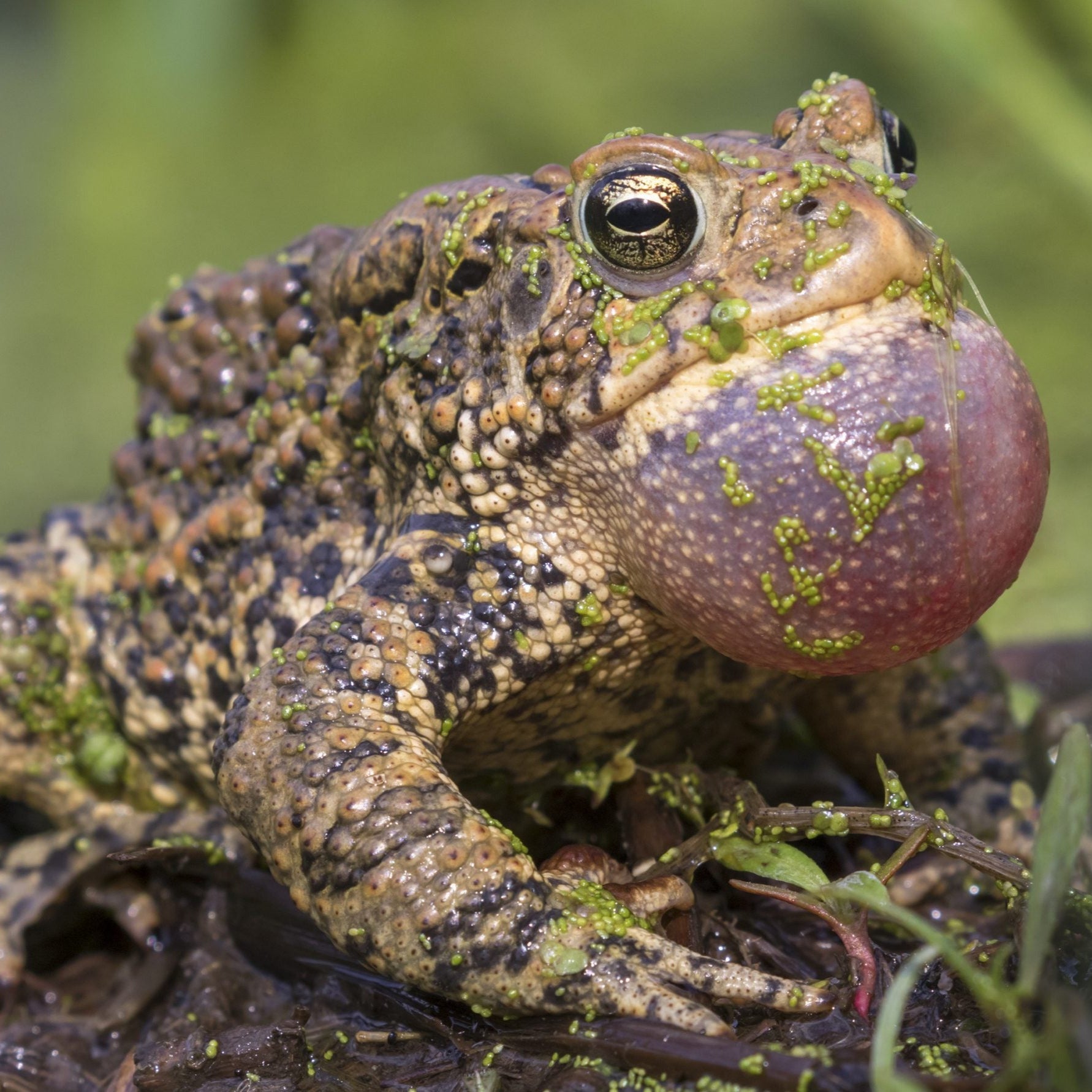 How to Draw a Frog – The Good and the Beautiful
