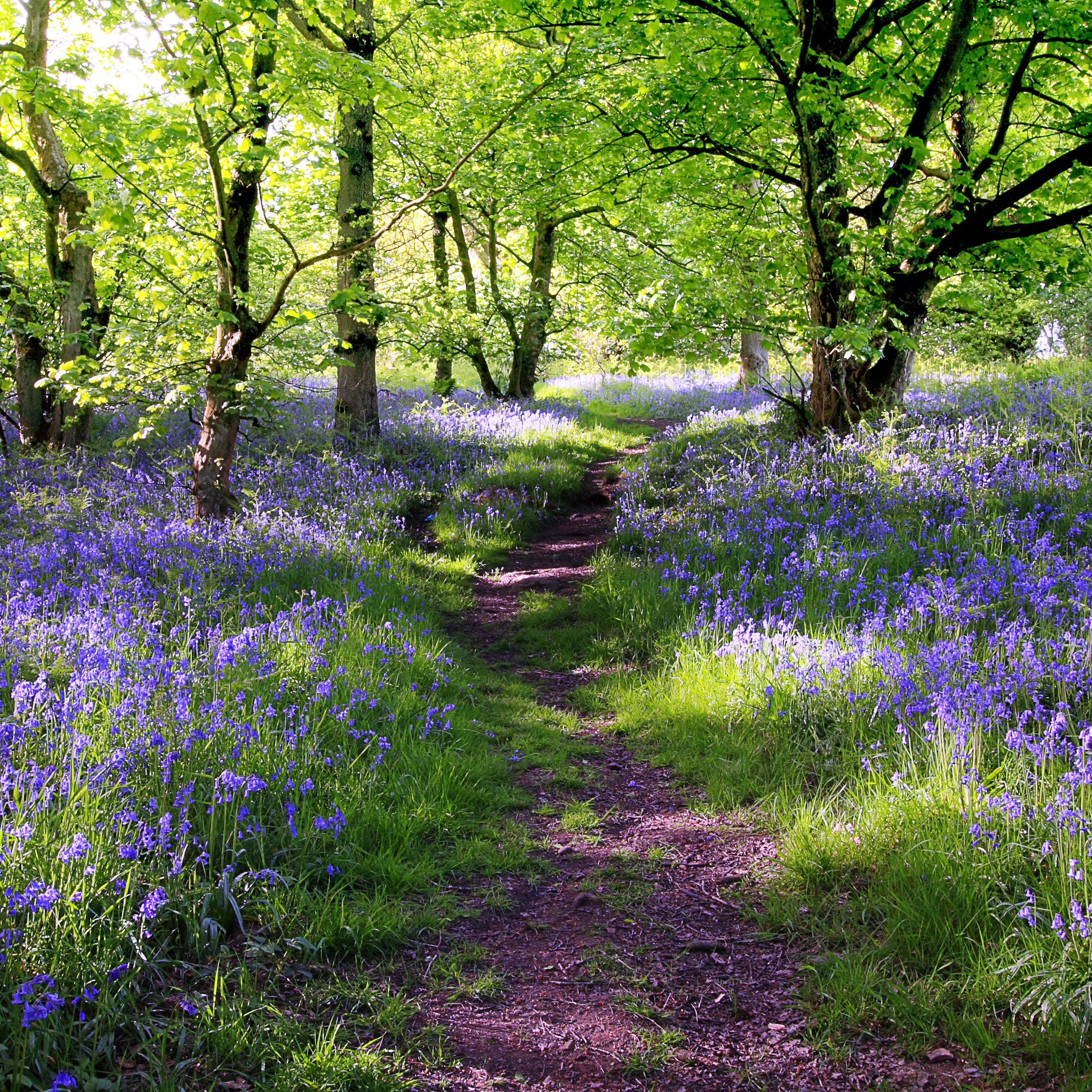 A path through the woods surrounded by purple wild flowers | The Good and the Beautiful