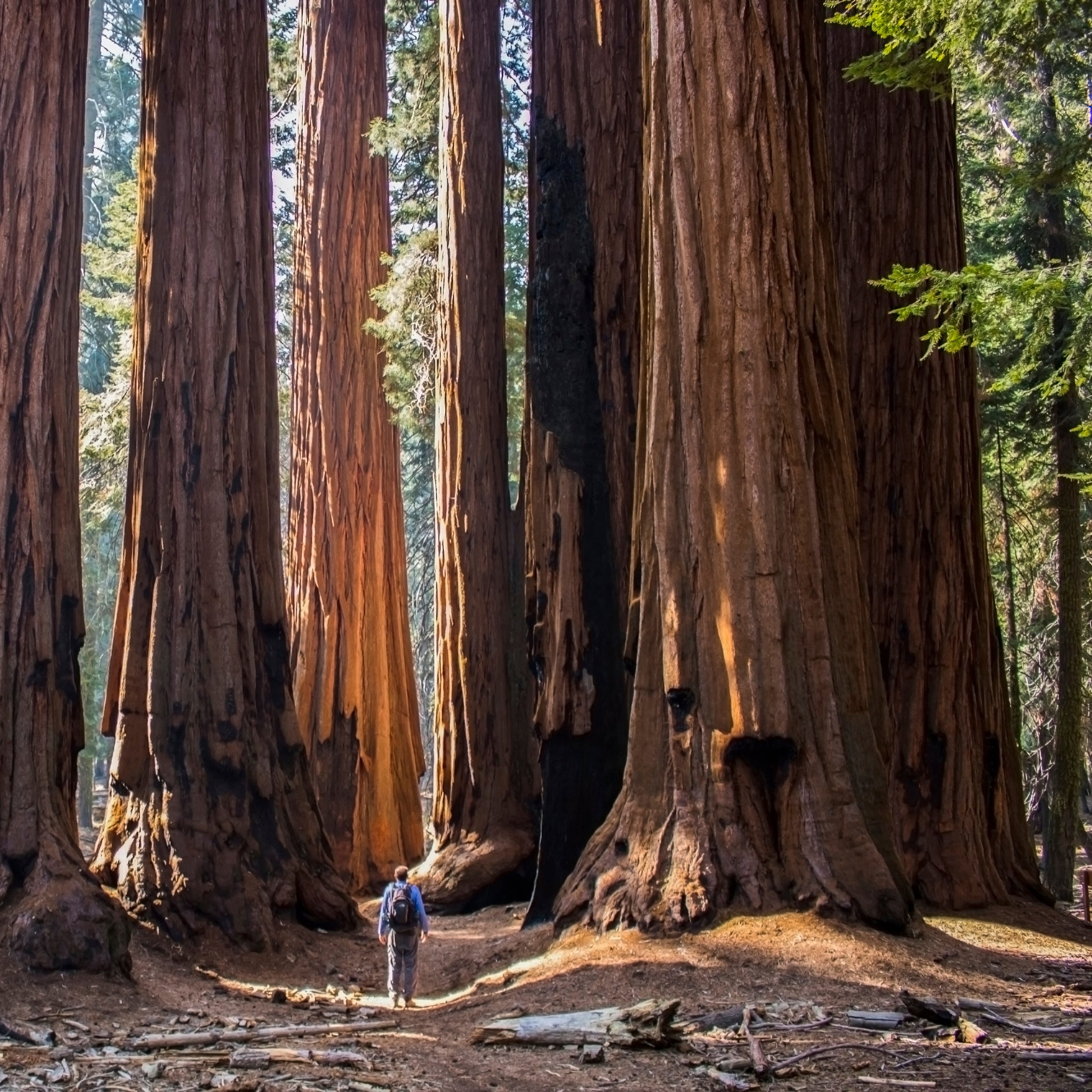 A man walking through a sunny forest with enormous trees | The Good and the Beautiful