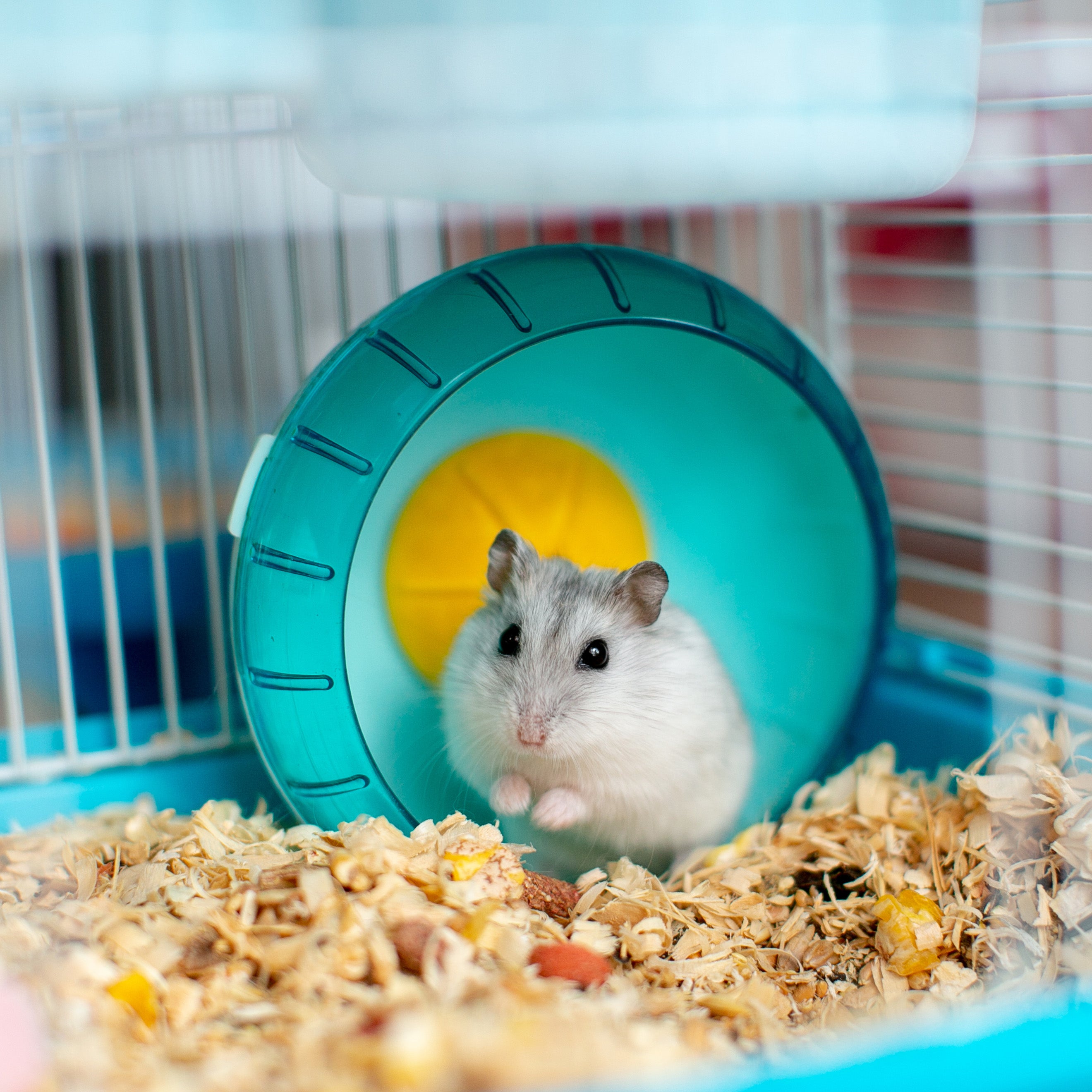 Hamster in a cage with a blue exercise wheel