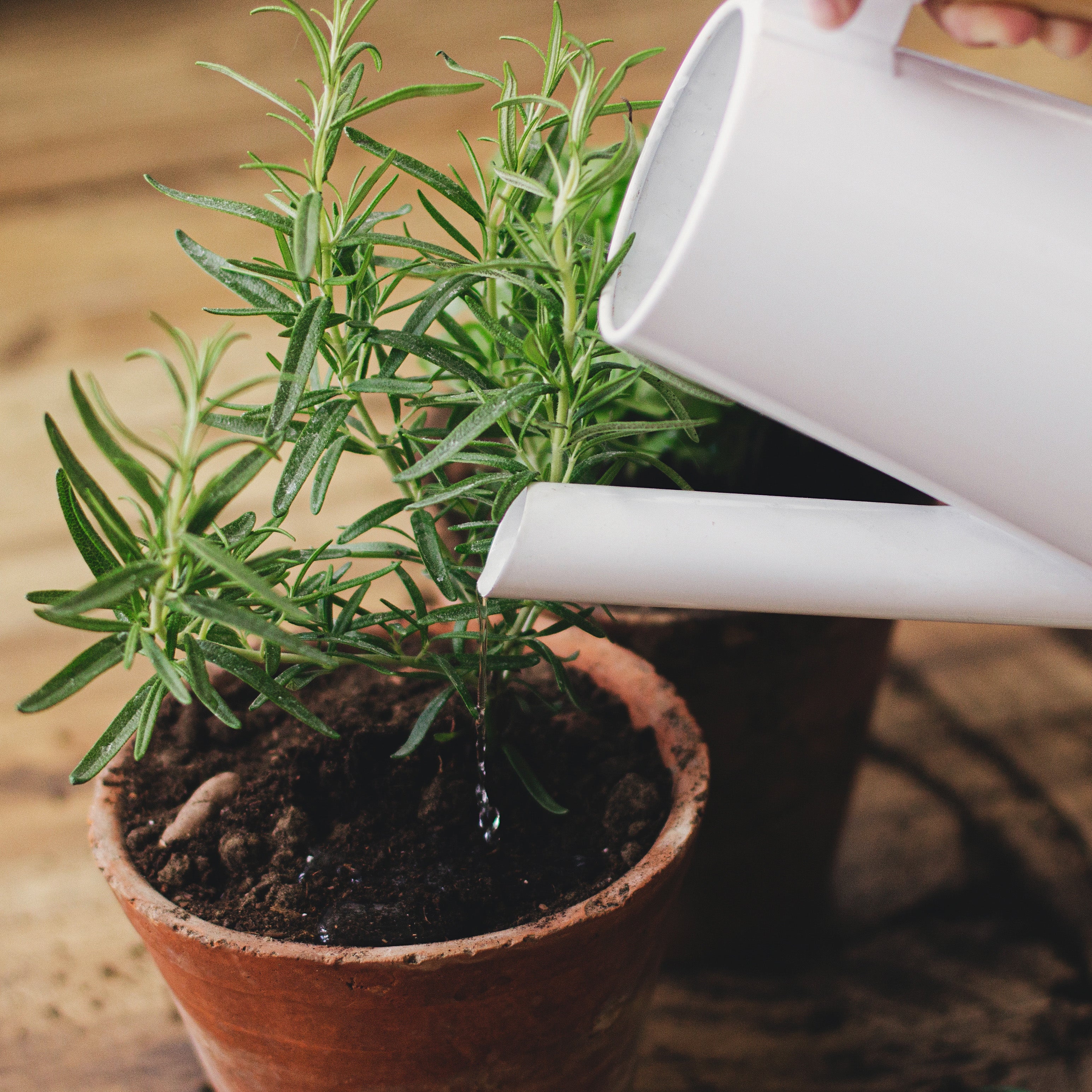 A green potted plant and a white watering can | The Good and the Beautiful