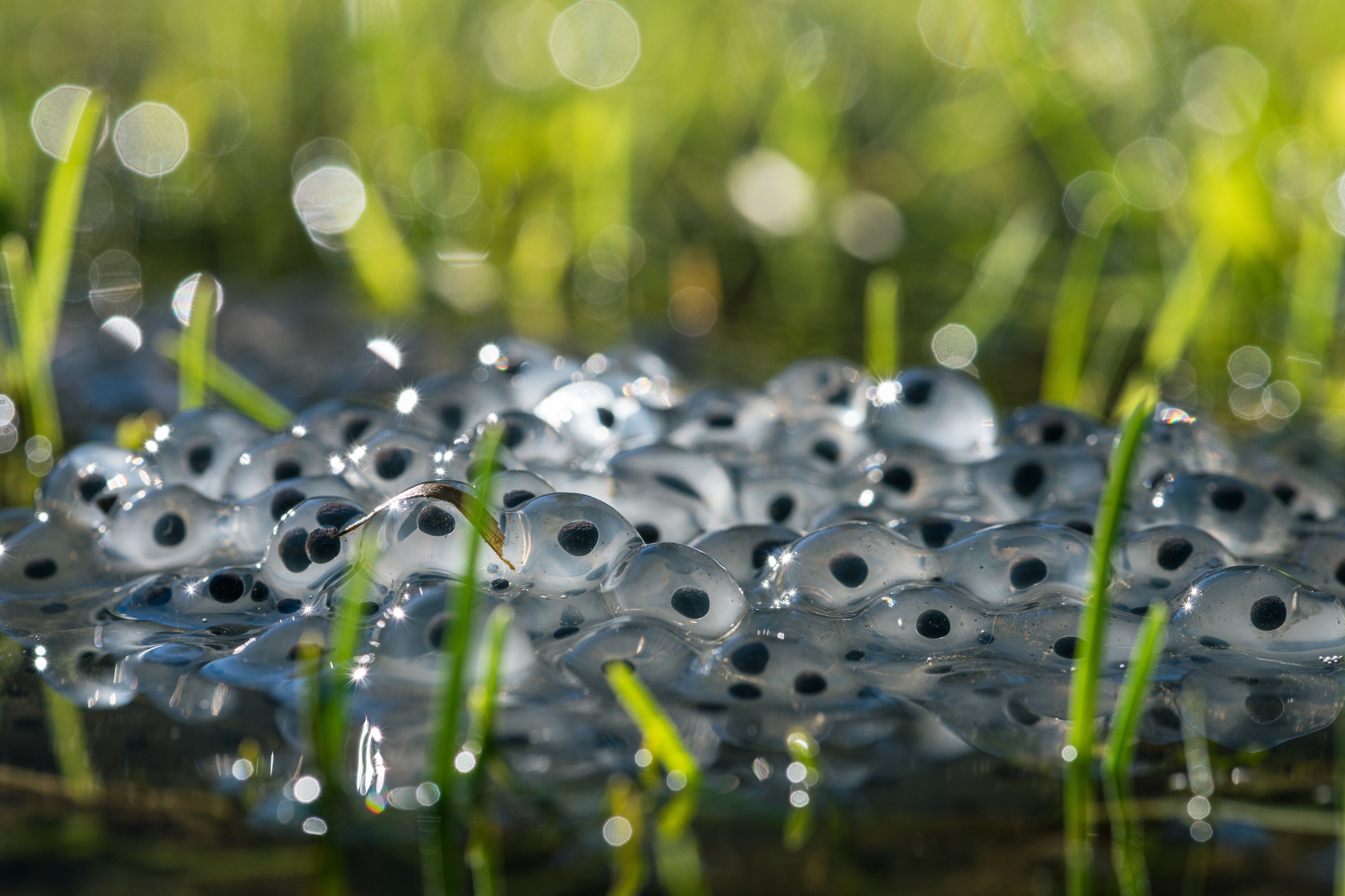 An image of frog eggs sitting above water | The Good and the Beautiful