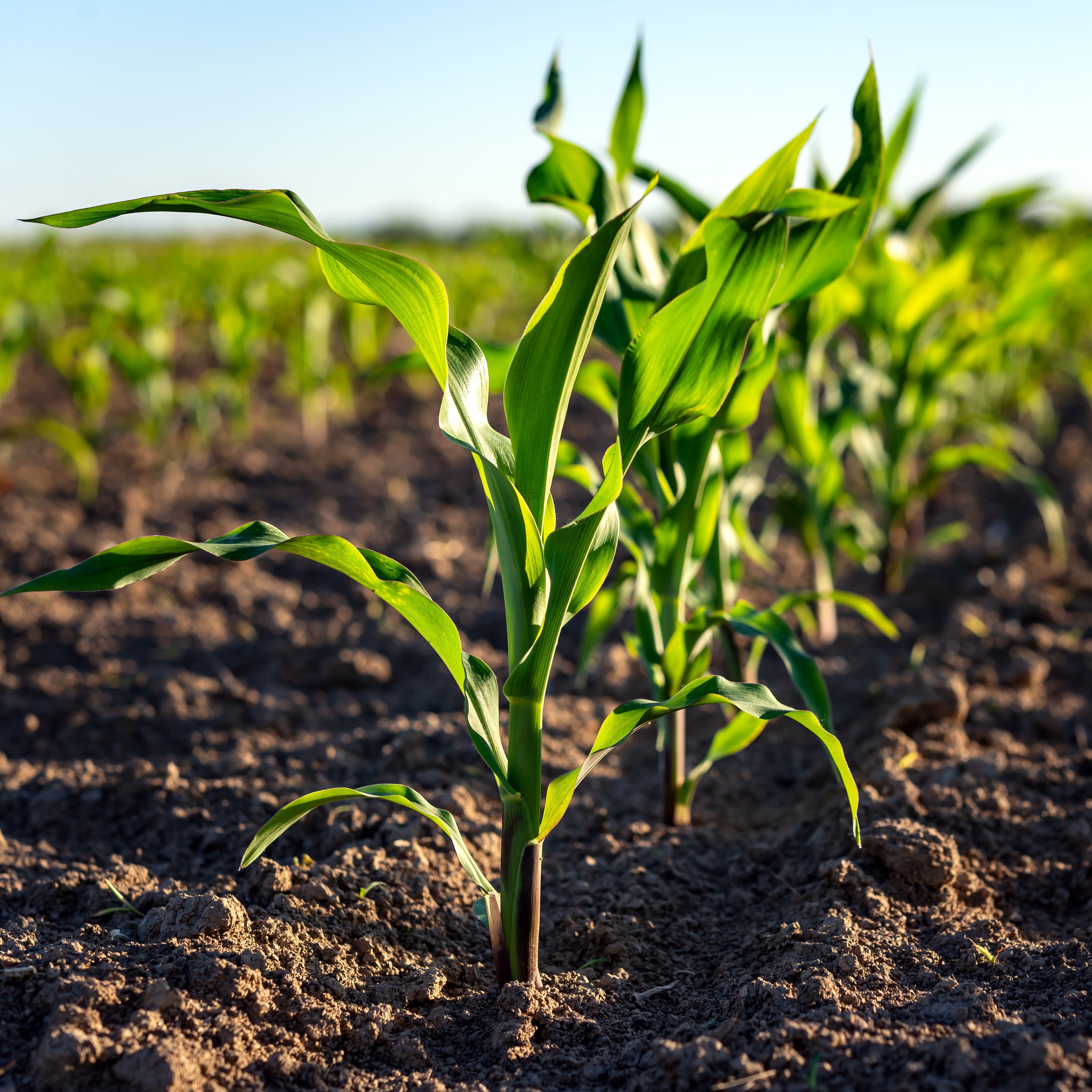 A field of corn stalks growing in the sunshine | The Good and the Beautiful