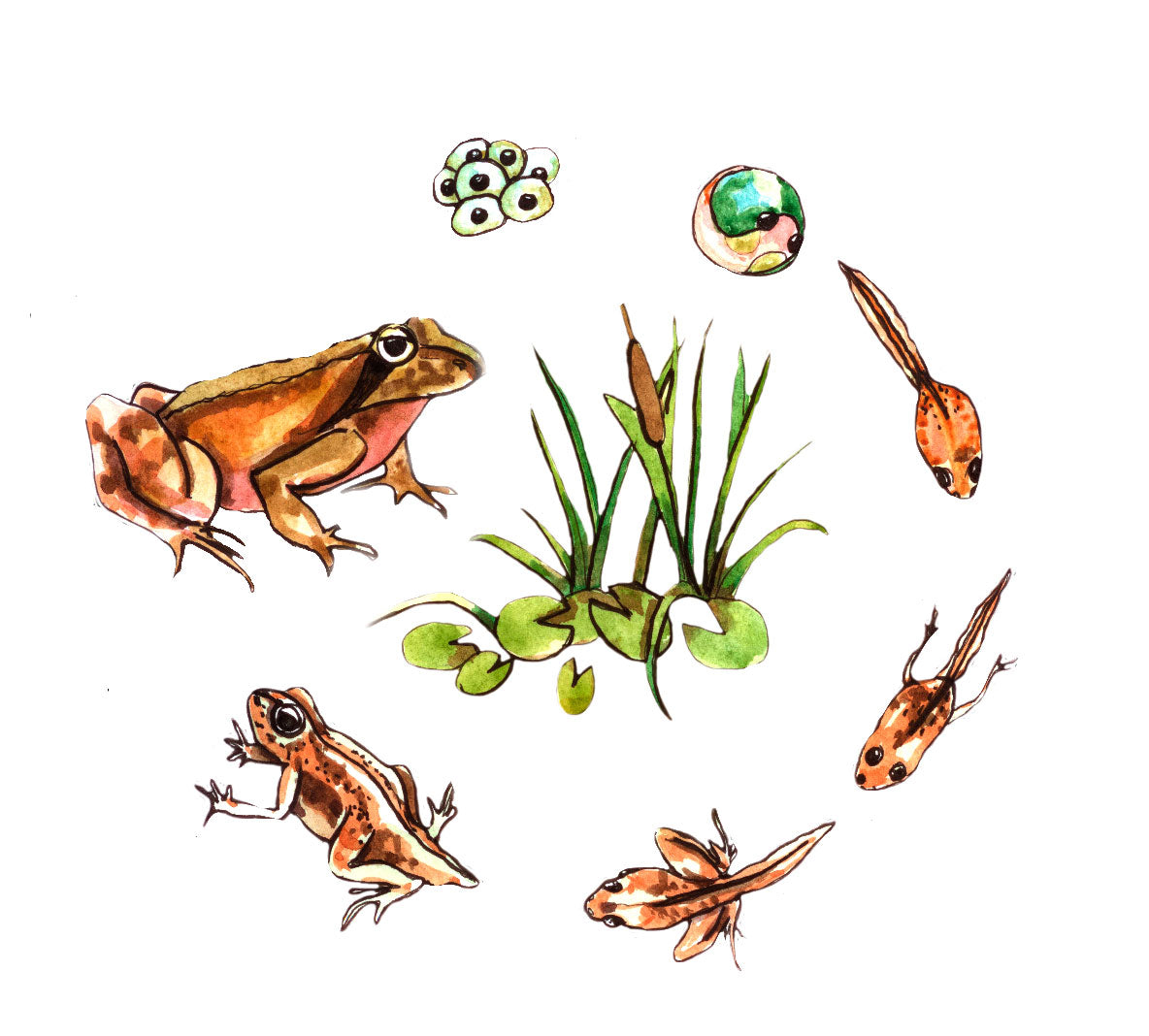 Baby Frogs – The Good and the Beautiful