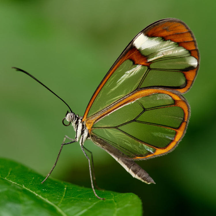 Butterfly Pictures | The Good and the Beautiful