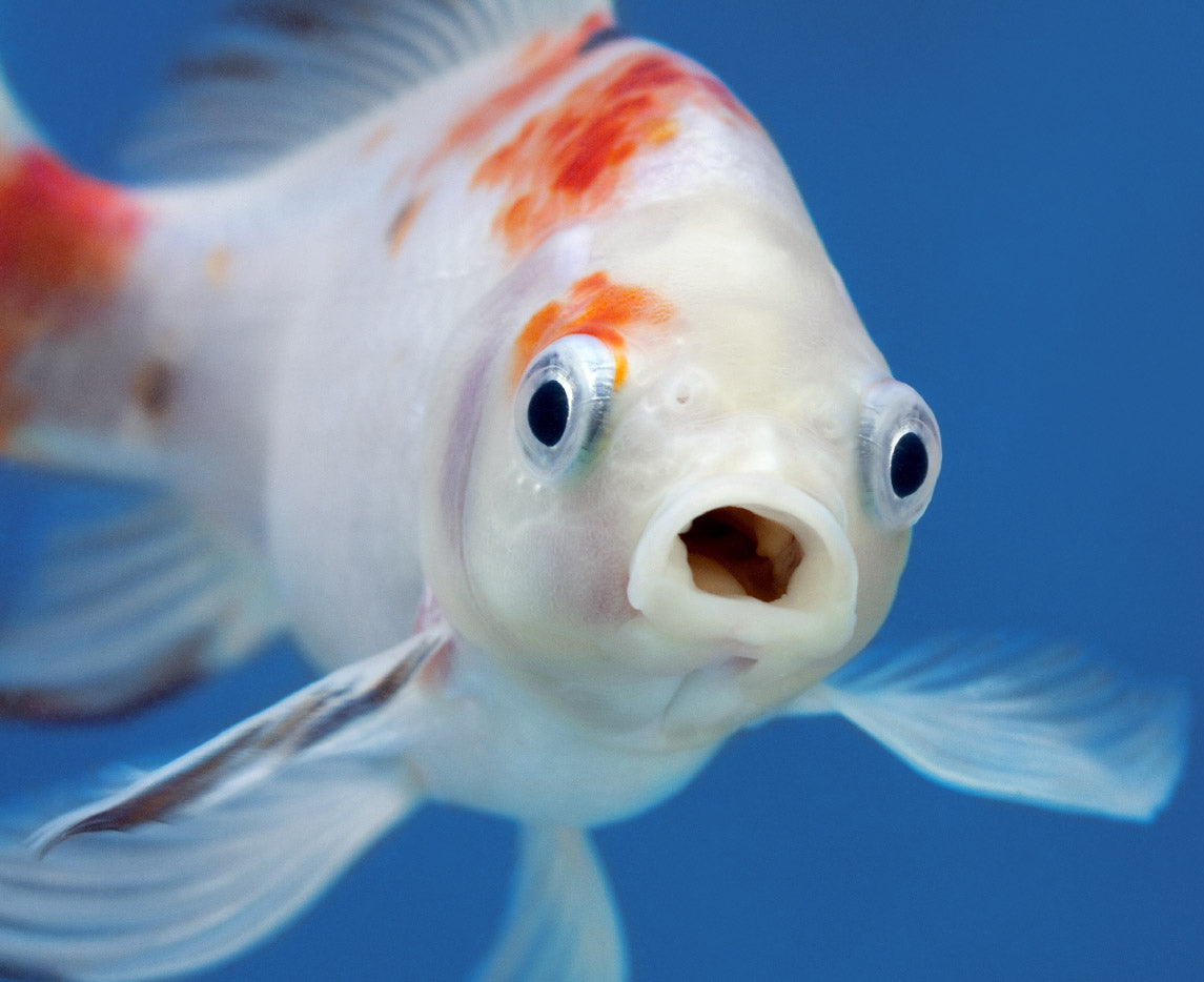 Do Fish Sleep? β The Good and the Beautiful