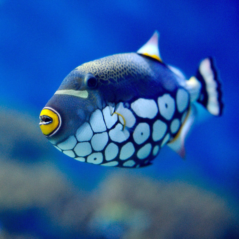 Do Fish Sleep? – The Good and the Beautiful