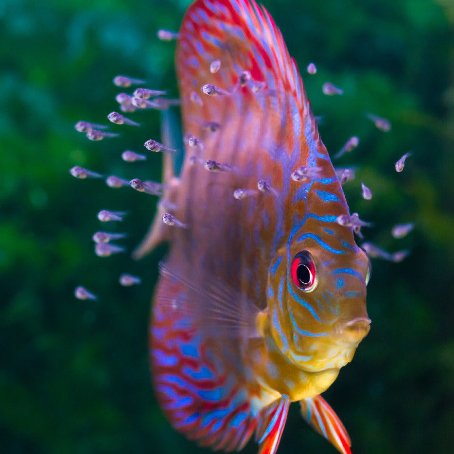 Do Fish Sleep? β The Good and the Beautiful