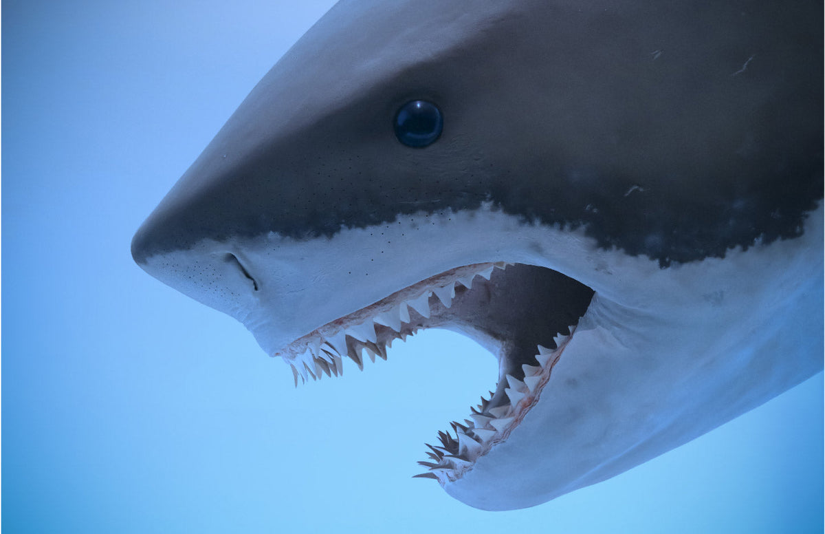Do Fish Sleep? – The Good and the Beautiful