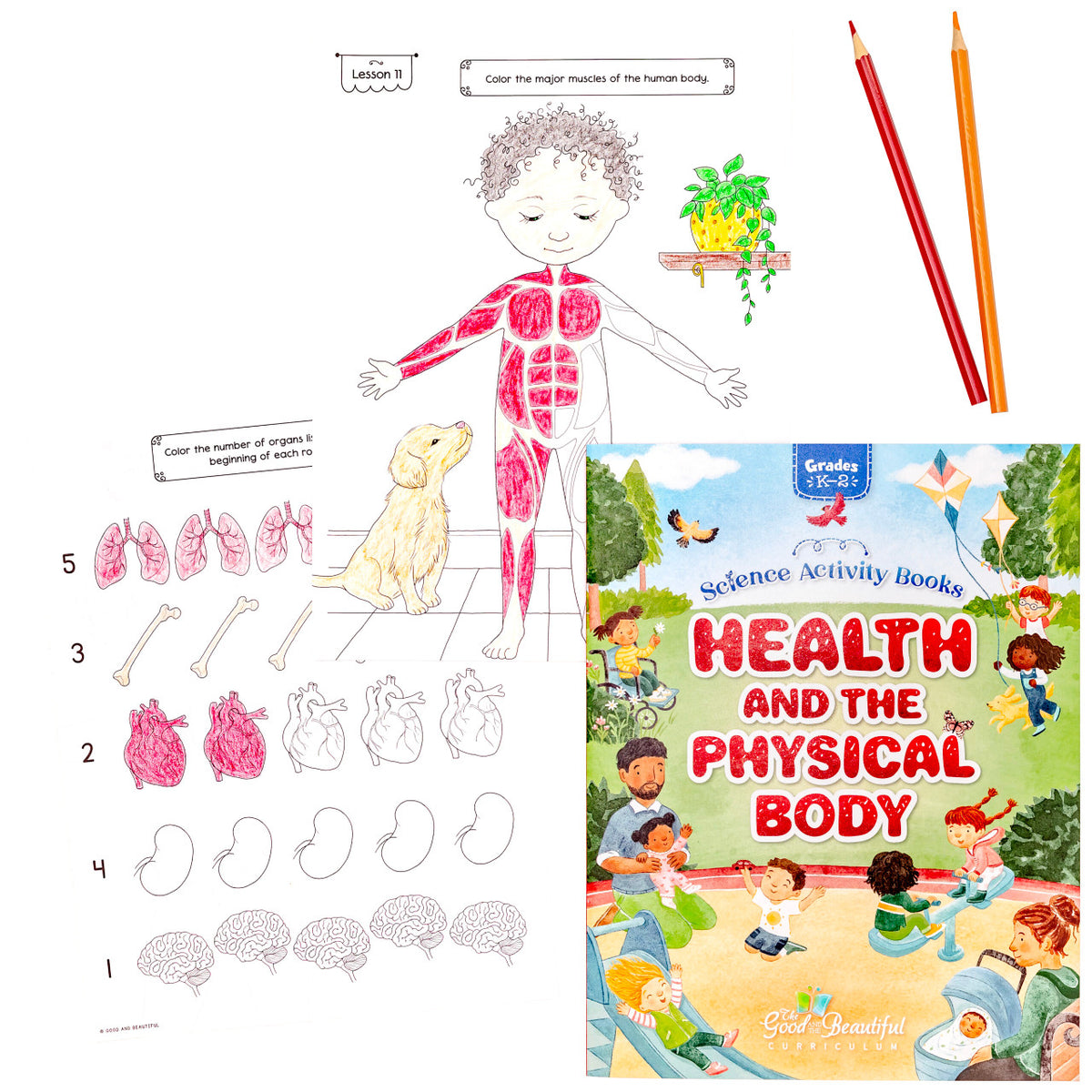 Physical Body Health and the Physical Body: Science Activity Book – The Good and the ...