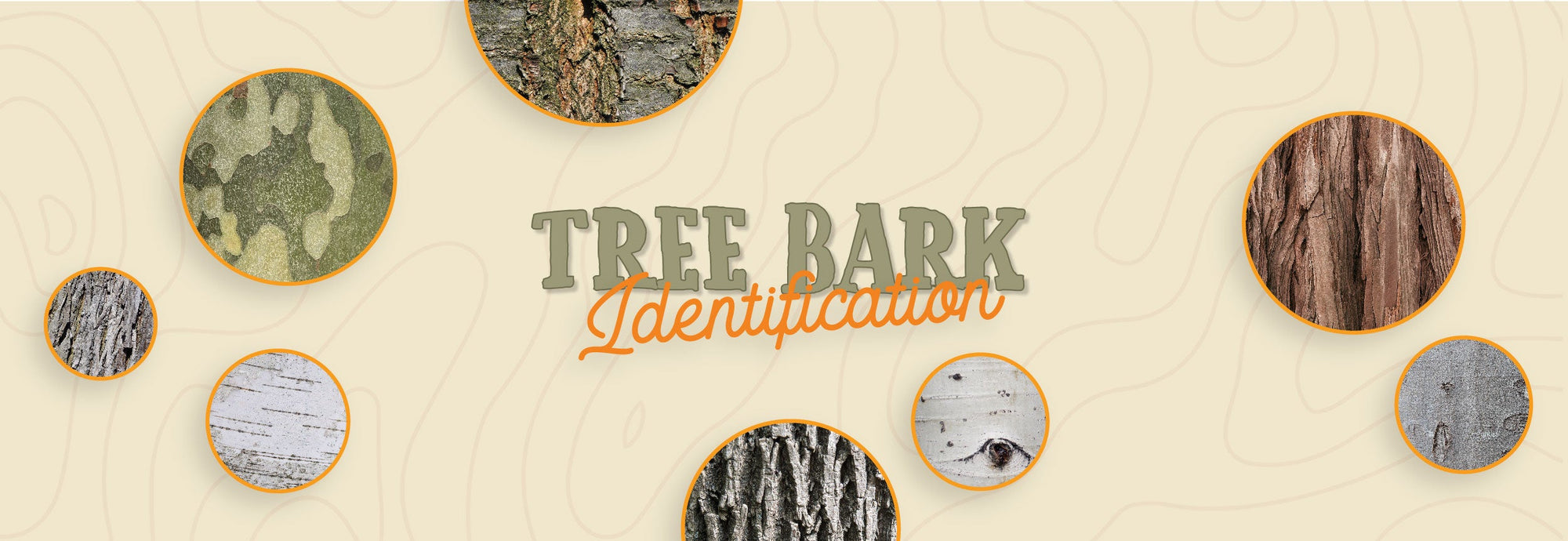 Tree Bark Identification | The Good and the Beautiful