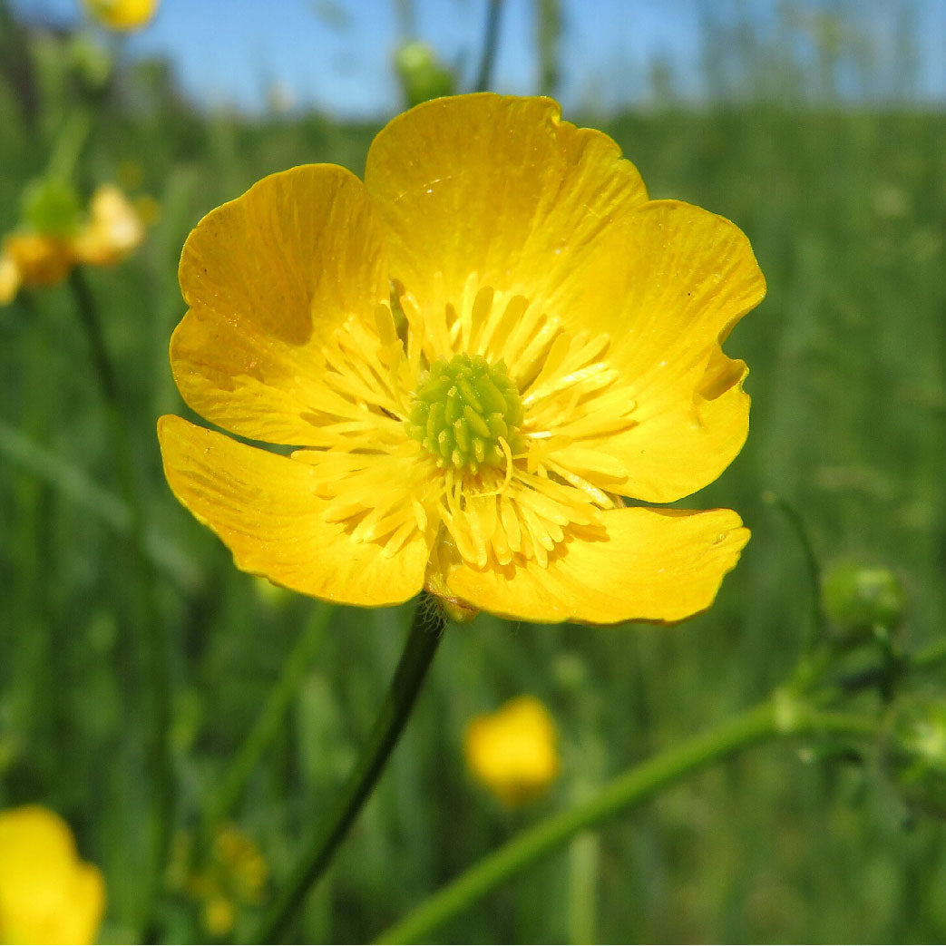 A close up of a yellow wildflower | The Good and the Beautiful