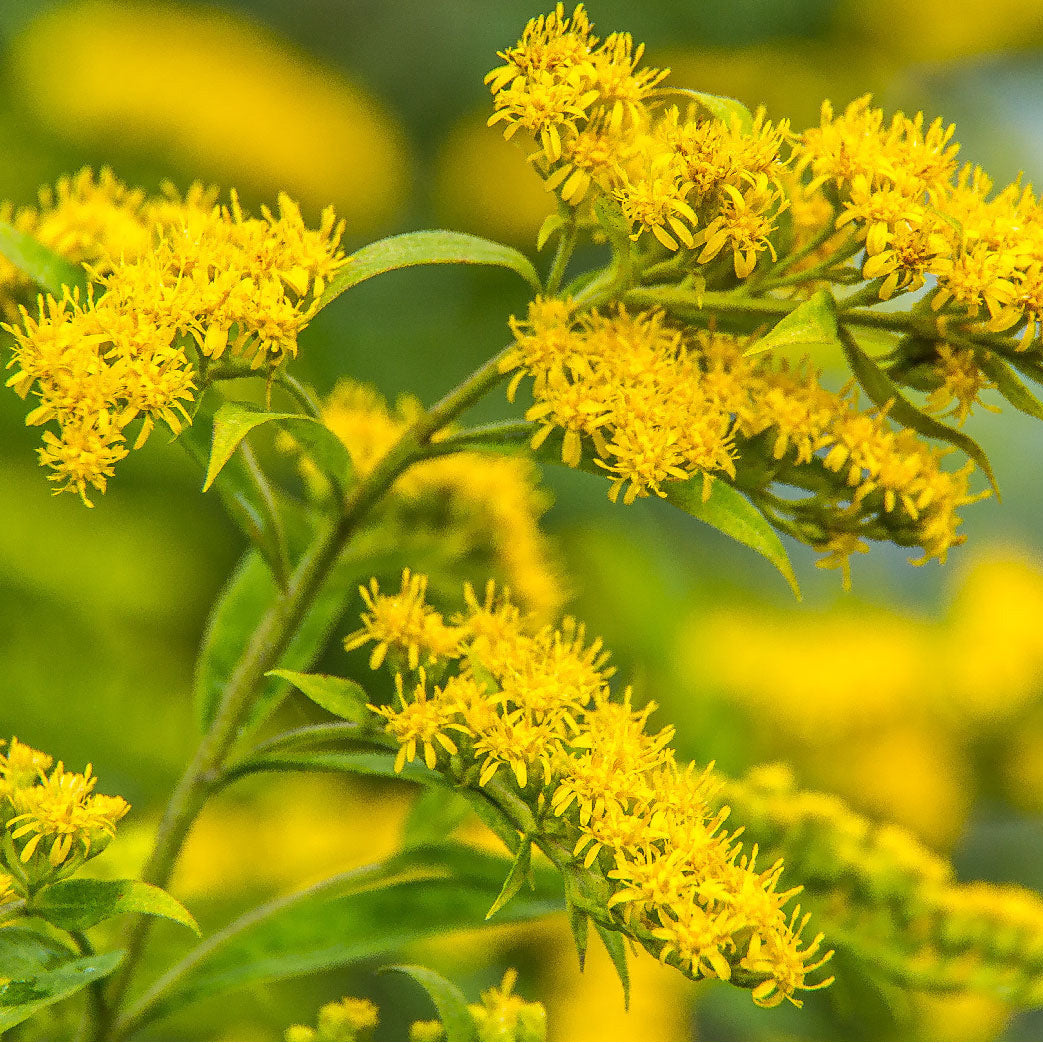 A close up of a yellow golden rod wildflower | The Good and the Beautiful