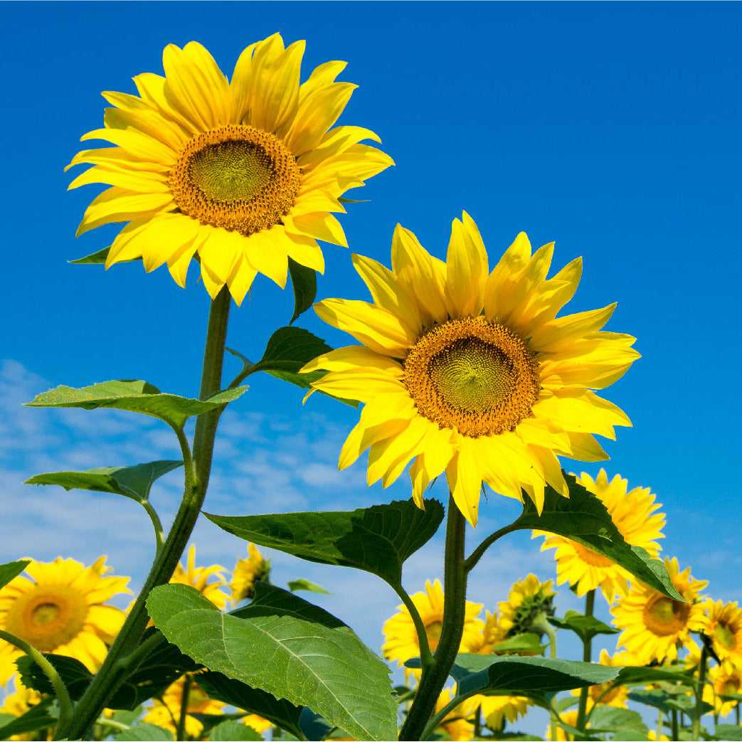 A close up of two sunflowers | The Good and the Beautiful