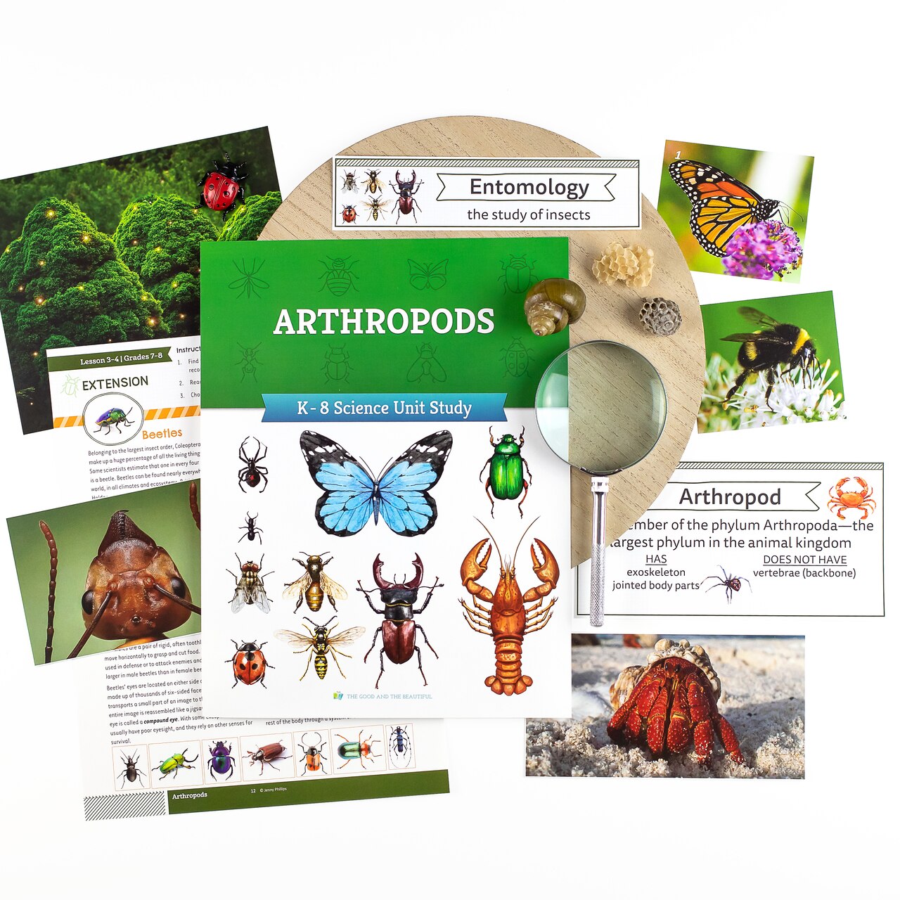 Arthropods K–8 Science Unit Study