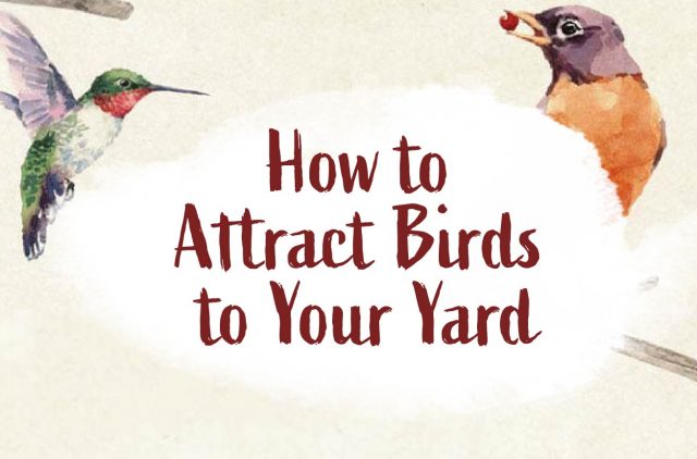 Illustrated Banner for How to Attract Birds to Your Yard