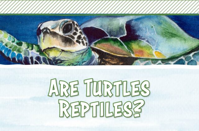 Illustrated Banner for Are Turtles Reptiles? Blog Post