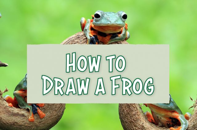 Illustrated Banner for How to Draw a Frog