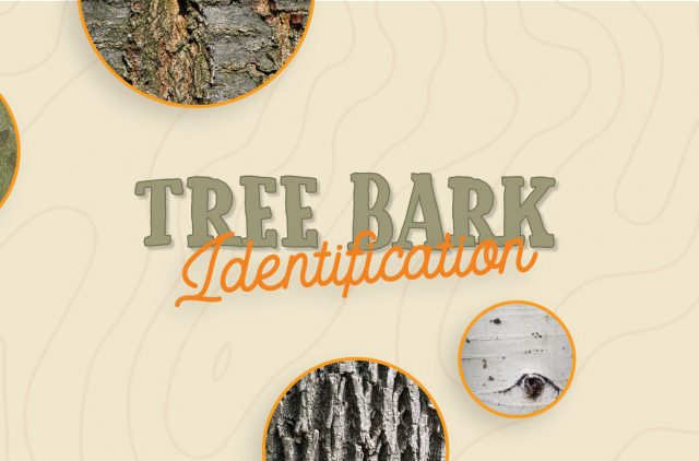 Banner Tree Bark Identification Blog Post