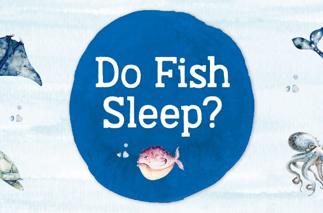 Banner Do Fish Sleep?