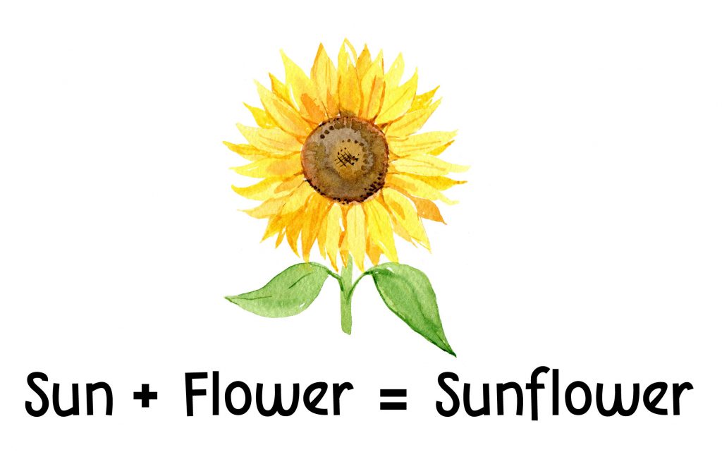 Sunflower image to represent the compound word sunflower.