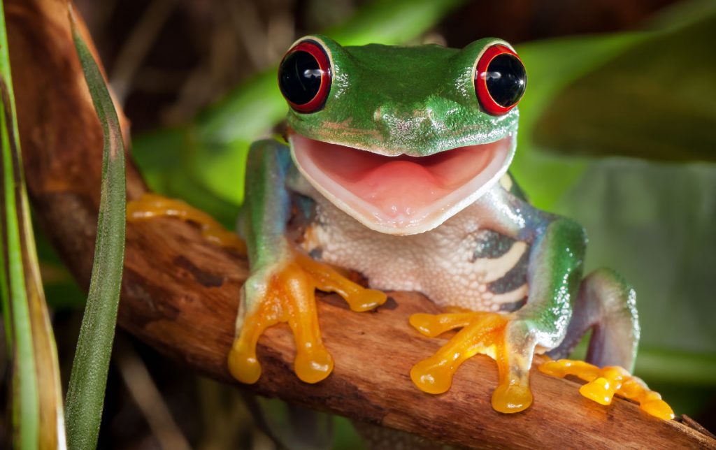 What Do Baby Frogs Look Like 