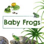 Header Baby Frogs