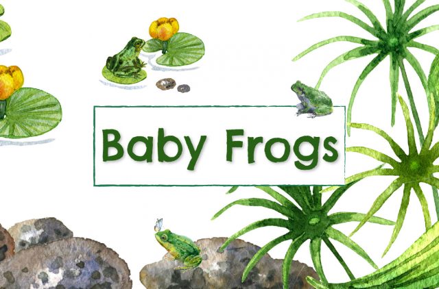 Header Baby Frogs
