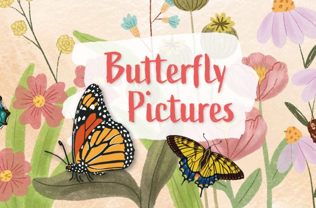 Banner Butterfly Pictures