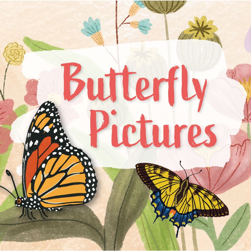 Butterfly Pictures Header