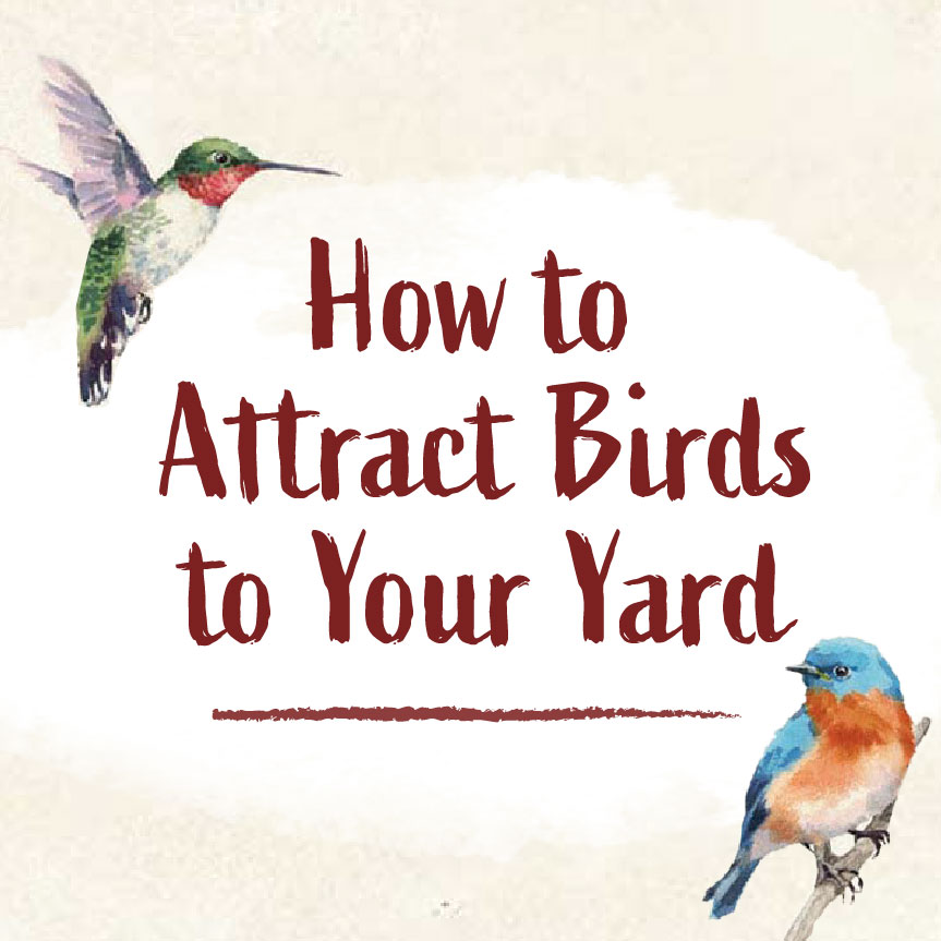 Graphic How to Attract Birds to Your Yard