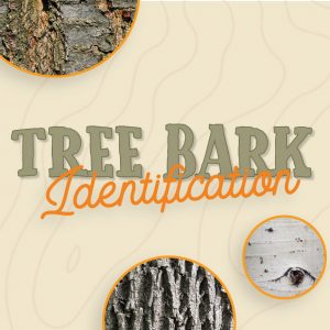 Tree Bark Square Image