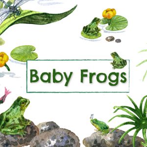 Baby Frogs Square Image